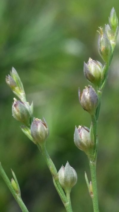 Linum floridanum, photographed by Jay Horn