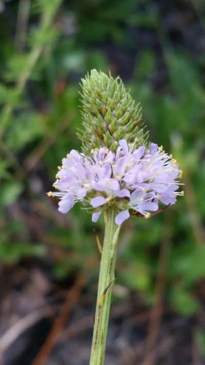 Dalea carnea, photographed by Jay Horn