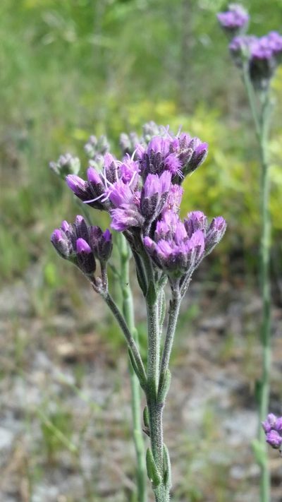 Litrisa carnosa, photographed by Jay Horn