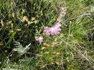 Sidalcea oregana, photographed by Drew Meyer