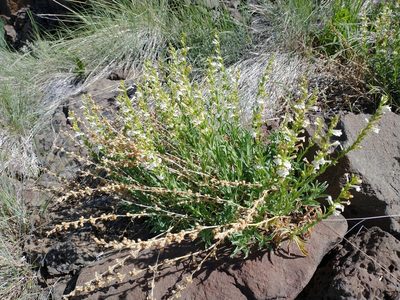 Penstemon deustus, photographed by Drew Meyer