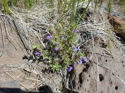 Scutellaria angustifolia, photographed by Drew Meyer