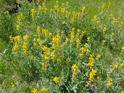 Thermopsis montana, photographed by Drew Meyer
