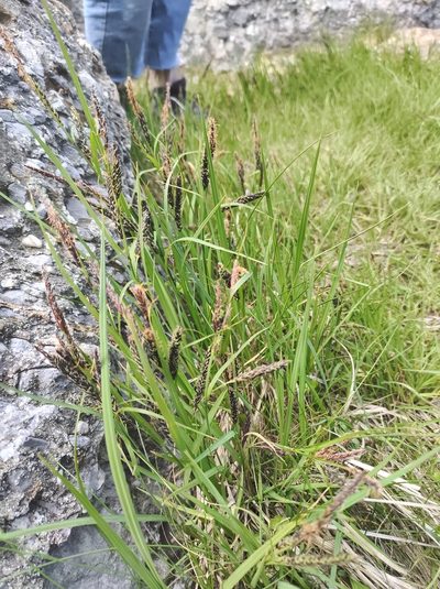 Carex vacillans, photographed by Marc-Aurèle Vallée