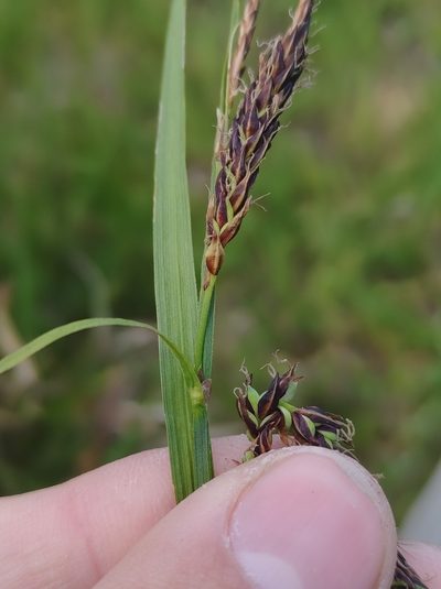 Carex vacillans, photographed by Marc-Aurèle Vallée