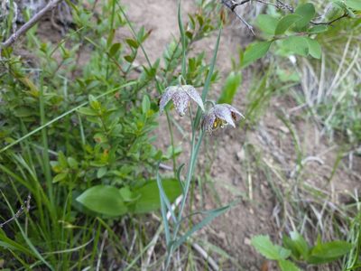 Fritillaria atropurpurea, photographed by Drew Meyer