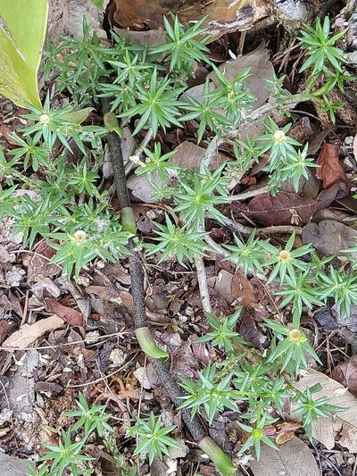 Portulaca rubricaulis, photographed by Cenoteando