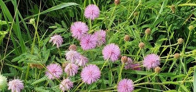 Mimosa nuttallii, photographed by Edie