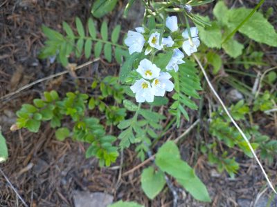Polemonium californicum, photographed by Drew Meyer
