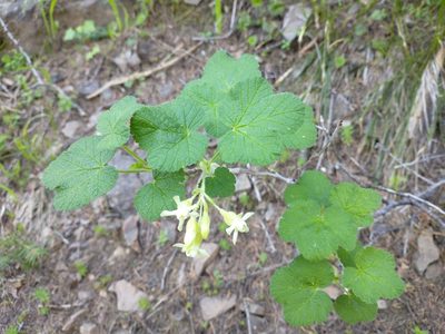 Ribes viscosissimum, photographed by Drew Meyer