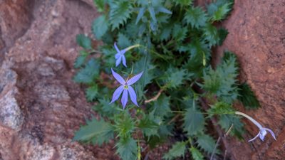 Lithotoma petraea, photographed by Linda Groom