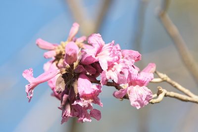 Handroanthus heptaphyllus, photographed by Patricio Cowper Coles