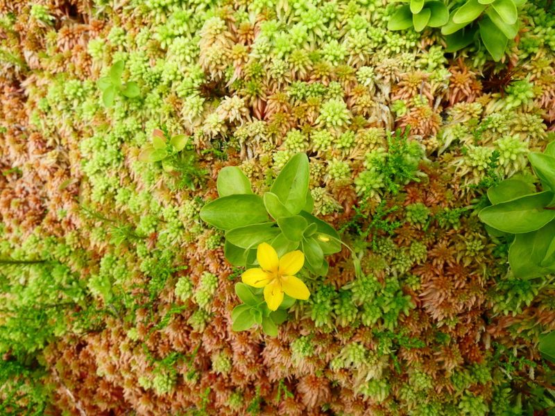 Lysimachia azorica, photographed by Luis Correia