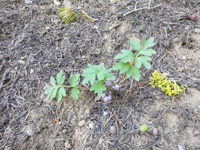 Hydrophyllum alpestre, photographed by Drew Meyer