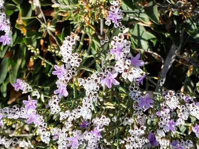 Limonium ramosissimum, photographed by Steve Addison