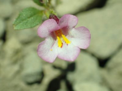 Diplacus torreyi, photographed by Steve Woodward