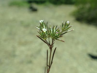 Navarretia divaricata, photographed by Steve Woodward