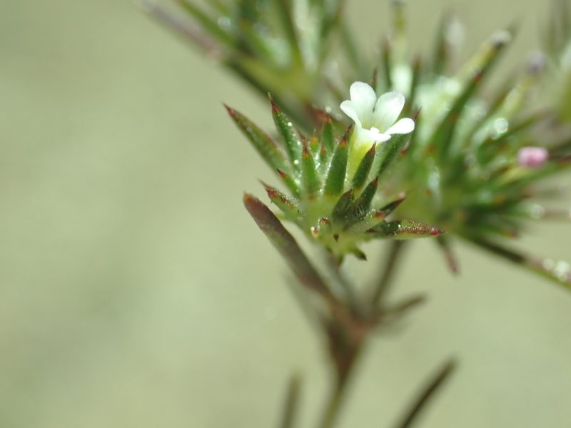 Navarretia divaricata, photographed by Steve Woodward