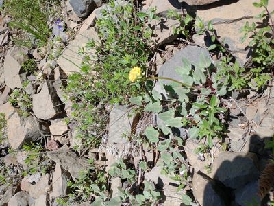 Eriogonum compositum, photographed by Drew Meyer