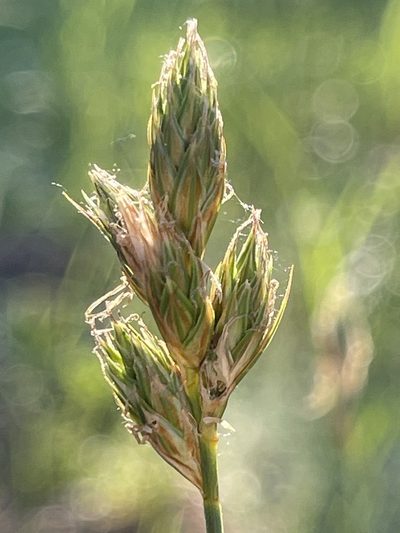 Carex petasata, photographed by Christine Laney