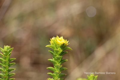 Hypericum mexicanum, photographed by Andrés Ramírez-Barrera