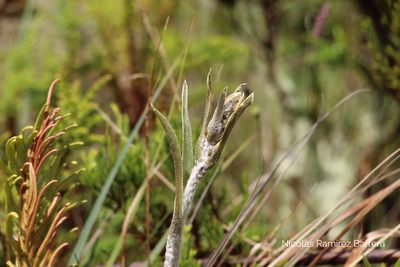 Espeletia argentea, photographed by Andrés Ramírez-Barrera