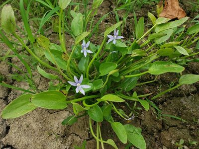 Heteranthera limosa, photographed by Jody Shugart