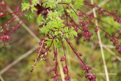 Acaena elongata, photographed by Andrés Ramírez-Barrera