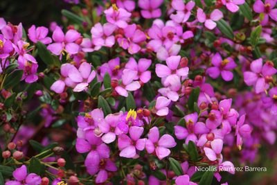 Bucquetia glutinosa, photographed by Andrés Ramírez-Barrera