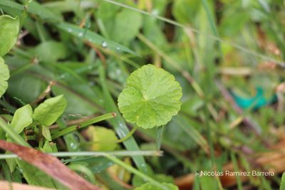 Hydrocotyle bonplandii, photographed by Andrés Ramírez-Barrera