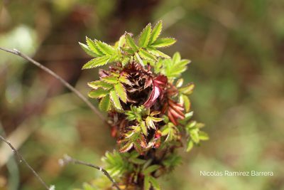 Acaena elongata, photographed by Andrés Ramírez-Barrera