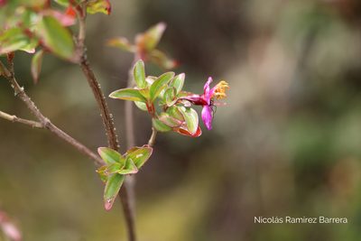 Monochaetum myrtoideum, photographed by Andrés Ramírez-Barrera