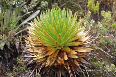 Paepalanthus alpinus, photographed by Andrés Ramírez-Barrera