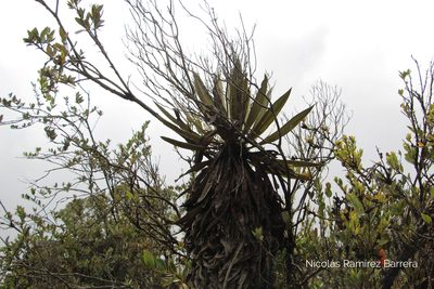 Espeletia grandiflora, photographed by Andrés Ramírez-Barrera