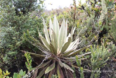 Espeletia grandiflora, photographed by Andrés Ramírez-Barrera