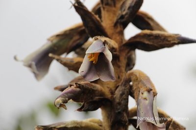 Puya nitida, photographed by Andrés Ramírez-Barrera