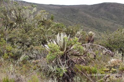 Espeletia grandiflora, photographed by Andrés Ramírez-Barrera