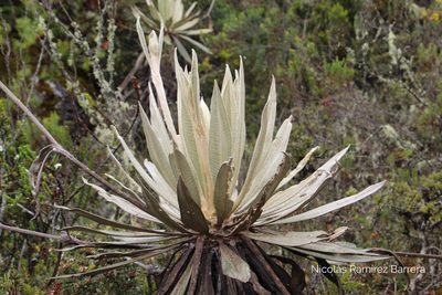 Espeletia grandiflora, photographed by Andrés Ramírez-Barrera