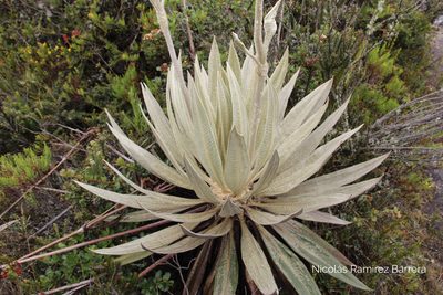 Espeletia grandiflora, photographed by Andrés Ramírez-Barrera