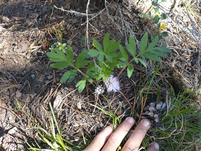 Hydrophyllum alpestre, photographed by Drew Meyer