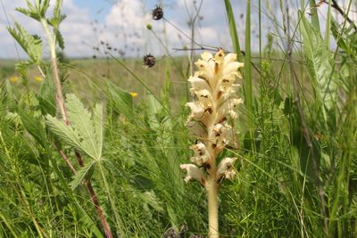 Orobanche caryophyllacea, photographed by Liubov Ilminska