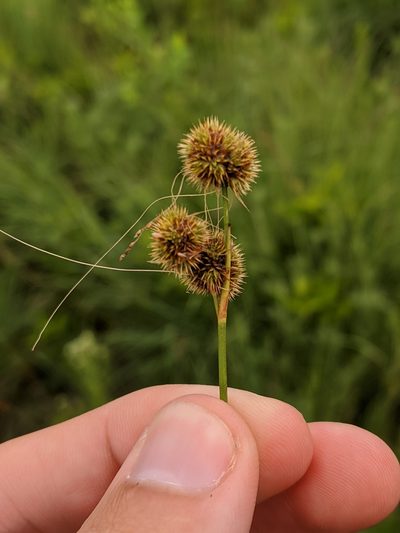 Juncus brachycarpus, photographed by Nathan Aaron