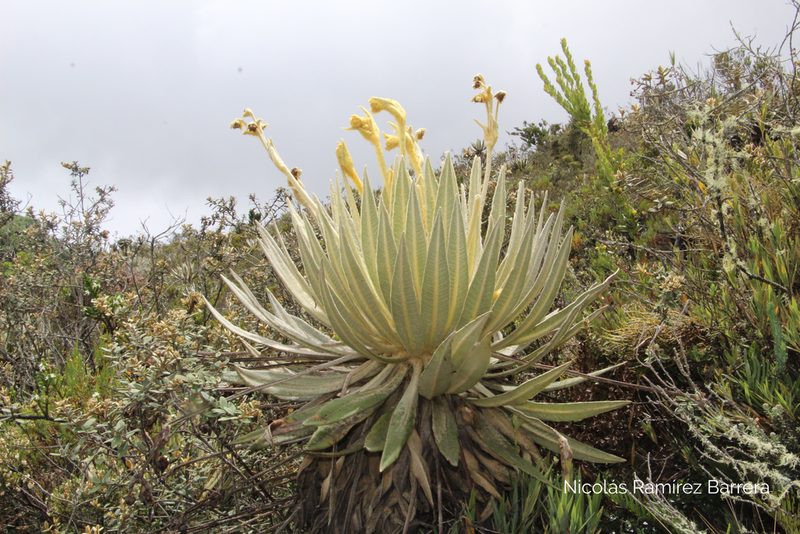 Espeletia killipii, photographed by Andrés Ramírez-Barrera
