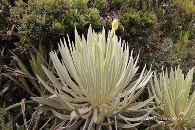 Espeletia killipii, photographed by Andrés Ramírez-Barrera