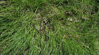 Carex disperma, photographed by Norma Malinowski