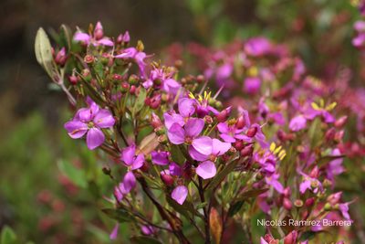 Bucquetia glutinosa, photographed by Andrés Ramírez-Barrera