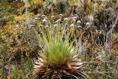 Paepalanthus alpinus, photographed by Andrés Ramírez-Barrera