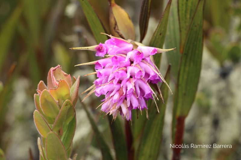 Elleanthus maculatus, photographed by Andrés Ramírez-Barrera
