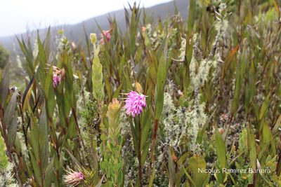Elleanthus maculatus, photographed by Andrés Ramírez-Barrera