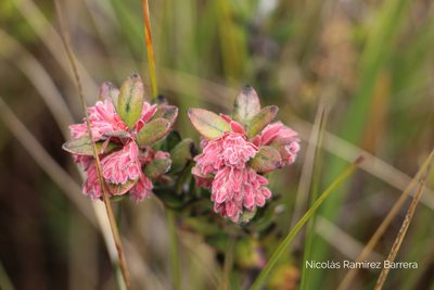 Gaylussacia buxifolia, photographed by Andrés Ramírez-Barrera